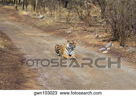 Stock Image - Tigress (Panthera tigris) sitting on the dirt road, Ranthambore National Park, Rajasthan, India. Fotosearch