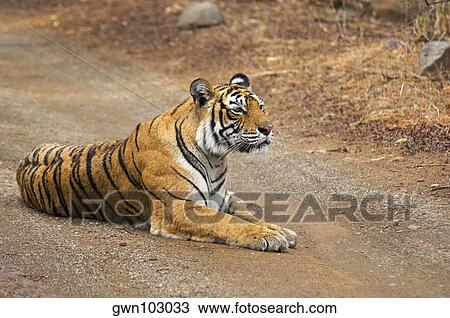 Tigress (Panthera tigris) sitting on the dirt road, Ranthambore National Park, Rajasthan, India View Large Photo Image Stock Image - Tigress (Panthera tigris) sitting on the dirt road, Ranthambore National Park, Rajasthan, India. Fotosearch