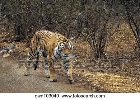 Stock Image - Tigress (Panthera tigris) walking on the dirt road, Ranthambore National Park, Rajasthan, India. Fotosearch