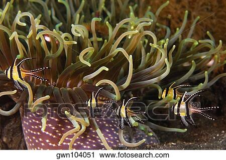 Stock Image - Benggai Cardinalfishes swimming underwater, North Sulawesi, Sulawesi, Indonesia. Fotosearch