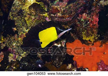Big Longnose Butterflyfish (Forcipiger longirostris) swimming underwater, North Sulawesi, Sulawesi, Indonesia View Large Photo Image Stock Image - Big Longnose Butterflyfish (Forcipiger longirostris) swimming underwater, North Sulawesi, Sulawesi, Indonesia. Fotosearch