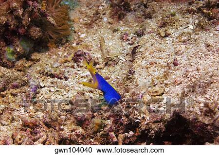 Blue Ribbon eel (Rhinomuraena quaesita) underwater, North Sulawesi, Sulawesi, Indonesia View Large Photo Image Stock Image - Blue Ribbon eel (Rhinomuraena quaesita) underwater, North Sulawesi, Sulawesi, Indonesia. Fotosearch