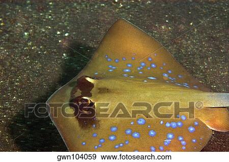 Bluespotted Stingray (Dasyatis kuhlii) swimming underwater, North Sulawesi, Sulawesi, Indonesia View Large Photo Image Stock Photo - Bluespotted Stingray (Dasyatis kuhlii) swimming underwater, North Sulawesi, Sulawesi, Indonesia. Fotosearch