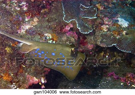 Bluespotted Stingray (Dasyatis kuhlii) swimming underwater, North Sulawesi, Sulawesi, Indonesia View Large Photo Image Stock Photograph - Bluespotted Stingray (Dasyatis kuhlii) swimming underwater, North Sulawesi, Sulawesi, Indonesia. Fotosearch