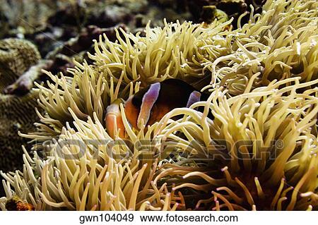 Stock Photo - Clark's anemonefish (Amphiprion clarkii) in sea anemone, North Sulawesi, Sulawesi, Indonesia. Fotosearch