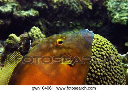 Close-up of a Blackheaded filefish (Pervagor melanocephalus) swimming underwater, Cayman Islands View Large Photo Image Stock Image - Close-up of a Blackheaded filefish (Pervagor melanocephalus) swimming underwater, Cayman Islands. Fotosearch