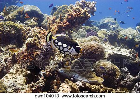 Stock Image - Clown triggerfish (Balistoides conspicillum) swimming underwater, Papua New Guinea. Fotosearch