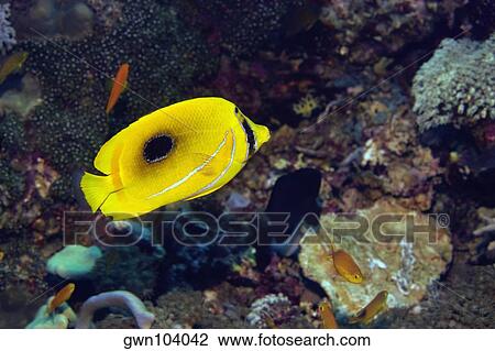 Eclipse butterflyfish swimming underwater, North Sulawesi, Sulawesi, Indonesia View Large Photo Image Stock Image - Eclipse butterflyfish swimming underwater, North Sulawesi, Sulawesi, Indonesia. Fotosearch
