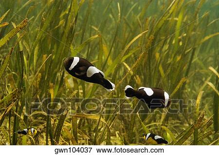 Four Saddleback anemonefish swimming underwater, Papua New Guinea View Large Photo Image Stock Photo - Four Saddleback anemonefish swimming underwater, Papua New Guinea. Fotosearch