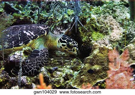Green turtle (Chelonia mydas) swimming underwater, Cayman Islands View Large Photo Image Stock Photo - Green turtle (Chelonia mydas) swimming underwater, Cayman Islands. Fotosearch