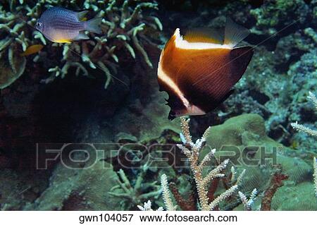 Humphead bannerfish (Heniochus varius) swimming underwater, Papua New Guinea View Large Photo Image Stock Photo - Humphead bannerfish (Heniochus varius) swimming underwater, Papua New Guinea. Fotosearch