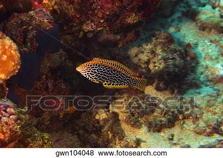 Leopard Wrasse (Macropharyngodon meleagris) swimming underwater, North Sulawesi, Sulawesi, Indonesia View Large Photo Image Stock Photo - Leopard Wrasse (Macropharyngodon meleagris) swimming underwater, North Sulawesi, Sulawesi, Indonesia. Fotosearch