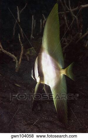 Longfin Spadefish (Platax teira) swimming underwater, North Sulawesi, Sulawesi, Indonesia View Large Photo Image Stock Photo - Longfin Spadefish (Platax teira) swimming underwater, North Sulawesi, Sulawesi, Indonesia. Fotosearch