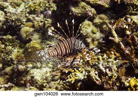 Longspine lionfish swimming underwater, North Sulawesi, Sulawesi, Indonesia View Large Photo Image Stock Photograph - Longspine lionfish swimming underwater, North Sulawesi, Sulawesi, Indonesia. Fotosearch