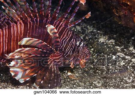 Longspine lionfish underwater, North Sulawesi, Sulawesi, Indonesia View Large Photo Image Stock Photograph - Longspine lionfish underwater, North Sulawesi, Sulawesi, Indonesia. Fotosearch