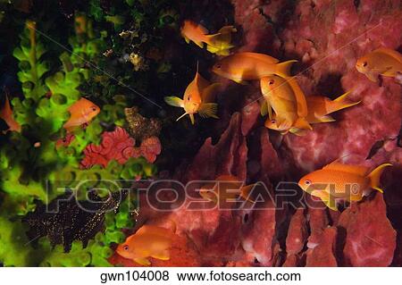 Stock Photo - Lyre-Tail Anthias fish (Pseudanthias squamipinnis) underwater, North Sulawesi, Sulawesi, Indonesia. Fotosearch