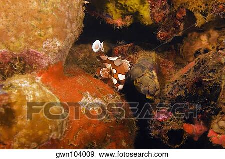 Many-Spotted Sweetlips (Plectorhincus chaetodotoides) swimming underwater, Papua New Guinea View Large Photo Image Stock Photo - Many-Spotted Sweetlips (Plectorhincus chaetodotoides) swimming underwater, Papua New Guinea. Fotosearch