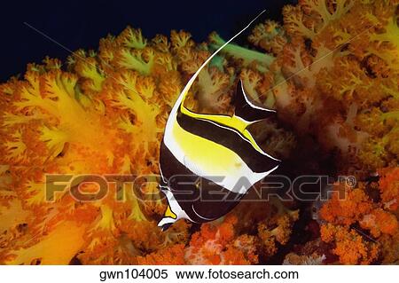 Moorish Idol (Zancluse cornutus) swimming underwater, North Sulawesi, Sulawesi, Indonesia View Large Photo Image Stock Photography - Moorish Idol (Zancluse cornutus) swimming underwater, North Sulawesi, Sulawesi, Indonesia. Fotosearch