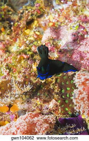 Nudibranch swimming underwater, North Sulawesi, Sulawesi, Indonesia View Large Photo Image Stock Image - Nudibranch swimming underwater, North Sulawesi, Sulawesi, Indonesia. Fotosearch