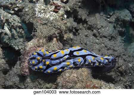 Nudibranch swimming underwater, Papua New Guinea View Large Photo Image Stock Image - Nudibranch swimming underwater, Papua New Guinea. Fotosearch