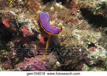 Nudibranch swimming underwater, Papua New Guinea View Large Photo Image Stock Photo - Nudibranch swimming underwater, Papua New Guinea. Fotosearch
