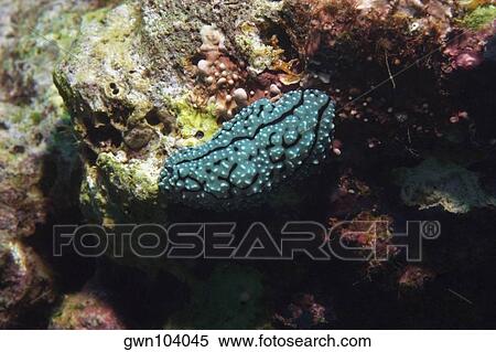 Stock Photography - Nudibranch swimming underwater, Papua New Guinea. Fotosearch
