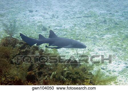Nurse Shark (Ginglymostoma cirratum) swimming underwater, Cayman Islands View Large Photo Image Stock Image - Nurse Shark (Ginglymostoma cirratum) swimming underwater, Cayman Islands. Fotosearch