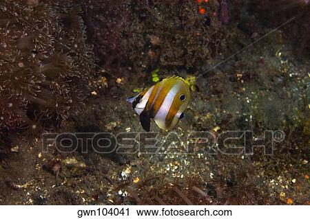 Orange-banded coralfish swimming underwater, Papua New Guinea View Large Photo Image Stock Image - Orange-banded coralfish swimming underwater, Papua New Guinea. Fotosearch