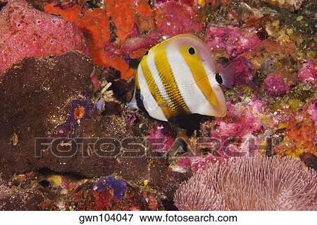 Stock Photo - Orange-banded Coralfish swimming underwater, Papua New Guinea. Fotosearch