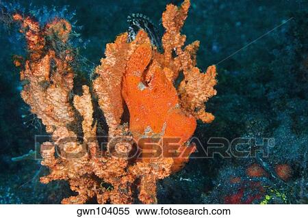 Orange Frogfish on an Orange Sponge underwater, North Sulawesi, Sulawesi, Indonesia View Large Photo Image Stock Photography - Orange Frogfish on an Orange Sponge underwater, North Sulawesi, Sulawesi, Indonesia. Fotosearch
