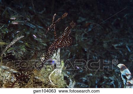 Stock Image - Ornate Ghost Pipefishes (Solenostomus paradoxus) swimming underwater, Papua New Guinea. Fotosearch