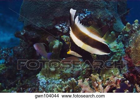 Pennant bannerfish (Heniochus chrysostomus) swimming underwater, Papua New Guinea View Large Photo Image Picture - Pennant bannerfish (Heniochus chrysostomus) swimming underwater, Papua New Guinea. Fotosearch