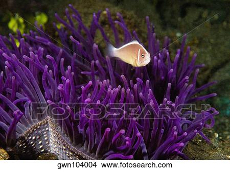 Picture - Pink Anemonefish (Amphiprion perideriaion) swimming underwater, North Sulawesi, Sulawesi, Indonesia. Fotosearch