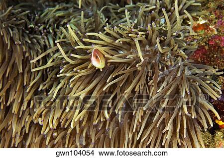Pink Anemonefish (Amphiprion perideriaion) in sea anemone, North Sulawesi, Sulawesi, Indonesia View Large Photo Image Picture - Pink Anemonefish (Amphiprion perideriaion) in sea anemone, North Sulawesi, Sulawesi, Indonesia. Fotosearch