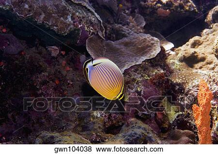 Redfin butterflyfish (Chaetodon lunulatus) swimming underwater, North Sulawesi, Sulawesi, Indonesia View Large Photo Image Stock Photo - Redfin butterflyfish (Chaetodon lunulatus) swimming underwater, North Sulawesi, Sulawesi, Indonesia. Fotosearch