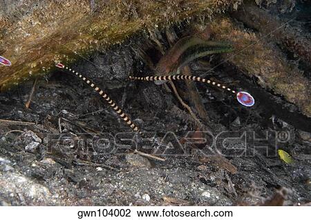Ringed Pipefishes (Doryrhamphus dactyliophorus) swimming underwater, Papua New Guinea View Large Photo Image Stock Image - Ringed Pipefishes (Doryrhamphus dactyliophorus) swimming underwater, Papua New Guinea. Fotosearch