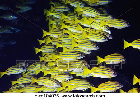 Stock Photograph - School of Bluelined Snappers swimming underwater, North Sulawesi, Sulawesi, Indonesia. Fotosearch