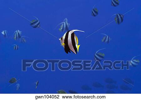 School of Longfin bannerfish (Heniochus acuminatus) swimming underwater, Papua New Guinea View Large Photo Image Stock Image - School of Longfin bannerfish (Heniochus acuminatus) swimming underwater, Papua New Guinea. Fotosearch