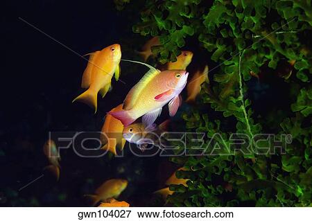 School of Lyre-Tail Anthias fish (Pseudanthias squamipinnis) swimming underwater, North Sulawesi, Sulawesi, Indonesia View Large Photo Image Stock Photo - School of Lyre-Tail Anthias fish (Pseudanthias squamipinnis) swimming underwater, North Sulawesi, Sulawesi, Indonesia. Fotosearch