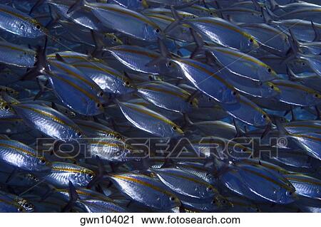 School of Yellow jacks (Carangoides bartholomaei) swimming underwater, Papua New Guinea View Large Photo Image Stock Image - School of Yellow jacks (Carangoides bartholomaei) swimming underwater, Papua New Guinea. Fotosearch