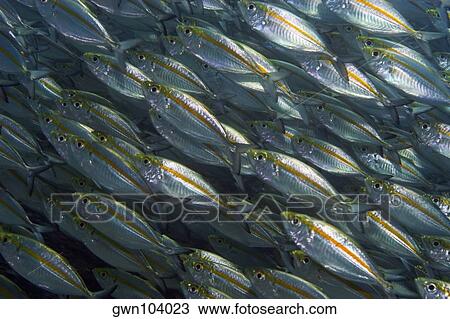 School of Yellow jacks (Carangoides bartholomaei) swimming underwater, Papua New Guinea View Large Photo Image Stock Image - School of Yellow jacks (Carangoides bartholomaei) swimming underwater, Papua New Guinea. Fotosearch