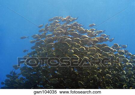School of Yellow jacks (Carangoides bartholomaei) swimming underwater, Papua New Guinea View Large Photo Image Stock Photography - School of Yellow jacks (Carangoides bartholomaei) swimming underwater, Papua New Guinea. Fotosearch