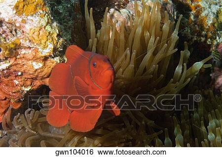 Stock Photograph - Spine Cheek anemone fish (Premnas biaculeatus) swimming underwater, Papua New Guinea. Fotosearch