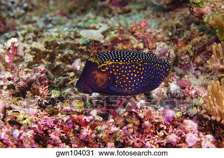 Spotted boxfish (Ostracion meleagris) swimming underwater, North Sulawesi, Sulawesi, Indonesia View Large Photo Image Stock Image - Spotted boxfish (Ostracion meleagris) swimming underwater, North Sulawesi, Sulawesi, Indonesia. Fotosearch