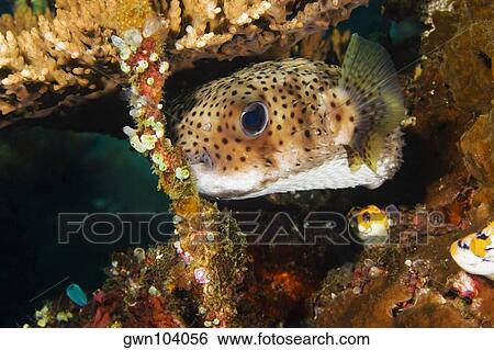Spotted Burrfish swimming underwater, North Sulawesi, Sulawesi, Indonesia View Large Photo Image Stock Photograph - Spotted Burrfish swimming underwater, North Sulawesi, Sulawesi, Indonesia. Fotosearch