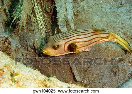 Stock Photography - Striped Puffer (Arothron manilensis) swimming underwater, Papua New Guinea. Fotosearch