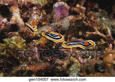 Three Nudibranches swimming underwater, Papua New Guinea View Large Photo Image Stock Photo - Three Nudibranches swimming underwater, Papua New Guinea. Fotosearch