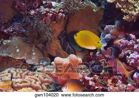 Three Spot angelfish swimming in water, North Sulawesi, Sulawesi, Indonesia View Large Photo Image Stock Image - Three Spot angelfish swimming in water, North Sulawesi, Sulawesi, Indonesia. Fotosearch