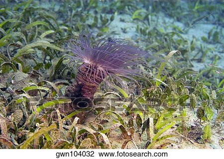Tube Anemone (Cerianthus membranaceus) underwater, Papua New Guinea View Large Photo Image Stock Image - Tube Anemone (Cerianthus membranaceus) underwater, Papua New Guinea. Fotosearch