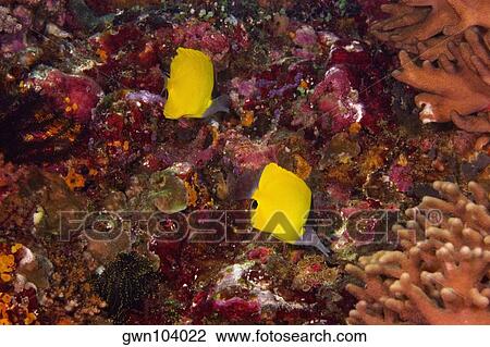 Stock Image - Two Big Longnose butterflyfish (Forcipiger longirostris) swimming underwater, North Sulawesi, Sulawesi, Indonesia. Fotosearch